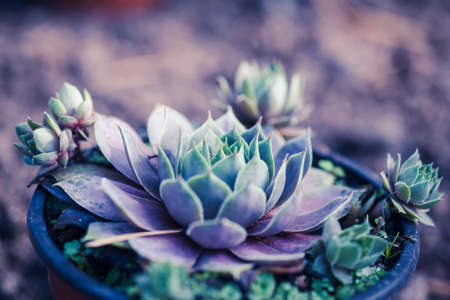 Macro shot of succulents. Nature closeup. Tropical plants photoの写真素材
