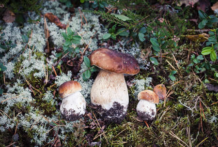 Autumn macro shot of white mushroom. Wild boletus mushroom growing in moss in forest in Latvia....