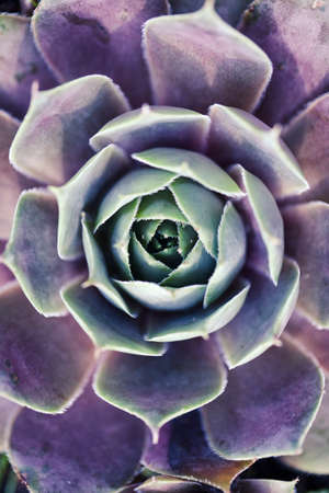 Macro shot of succulents. Nature closeup. Tropical plants photoの写真素材
