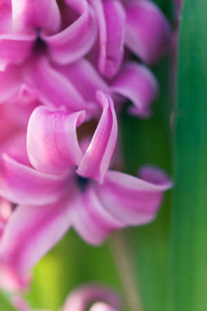 Pink hyacinth macro shot. Abstract flower photo with shallow depth of field.の写真素材