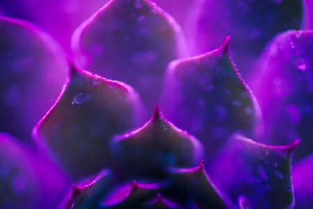 Macro shot of neon succulent with shallow depth of field. Plant closeup with pink and purple lights. Vibrant tropical photo.の写真素材