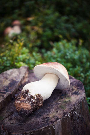Wild raw boletus mushroom inの写真素材