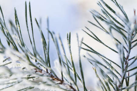 Closeup of pine tree branch covered with snow. Winter background with shallow depth of field.の写真素材
