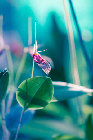 Orchid Macro Photoの写真素材