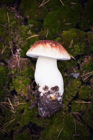 Wild raw boletus mushroom inの写真素材