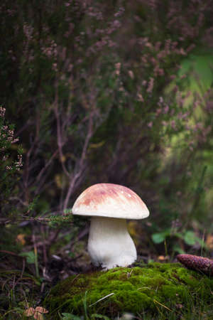 Wild raw boletus mushroom inの写真素材