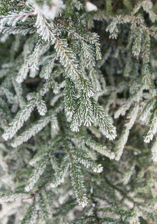 Closeup of pine tree branchの写真素材