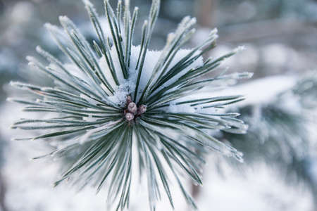 Closeup of pine tree branchの写真素材