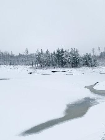 Frosty morning during winter. Winter scene - pine trees covered with snow. White background with winter landscape..の写真素材