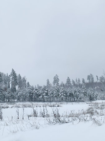 Beautiful winter landscape with snowy trees. Outdoor photo of pine trees covered with snow. Countryside during winter..の写真素材