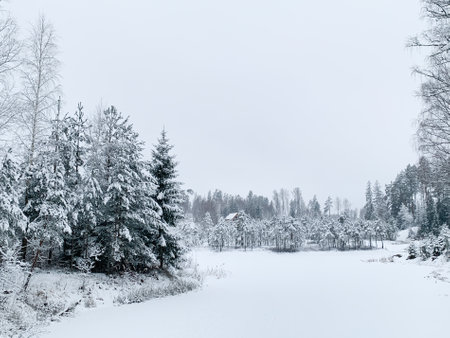 Frosty morning during winter. Winter scene - pine trees covered with snow. White background with winter landscape..の写真素材