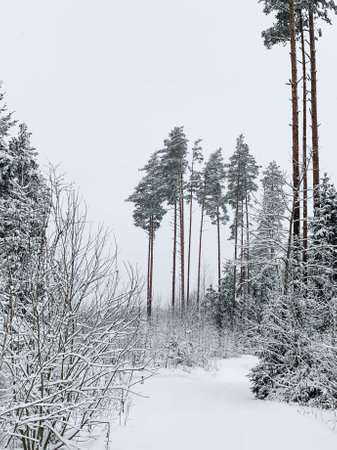 Beautiful winter landscape with snowy trees. Outdoor photo of pine trees covered with snow. Countryside during winter..の写真素材