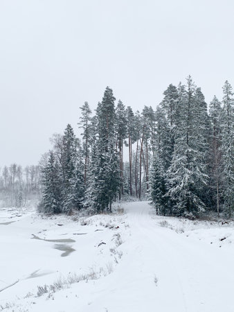 Beautiful winter landscape with snowy trees. Outdoor photo of pine trees covered with snow. Countryside during winter..の写真素材