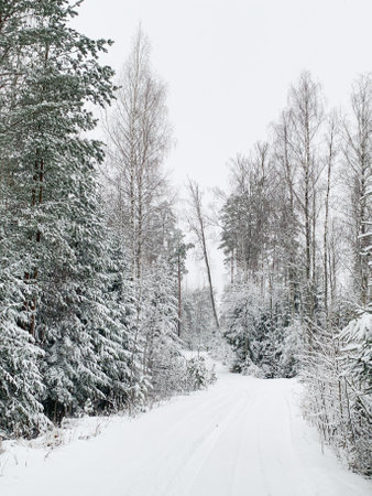 Beautiful winter landscape with snowy trees. Outdoor photo of pine trees covered with snow. Countryside during winter..の写真素材