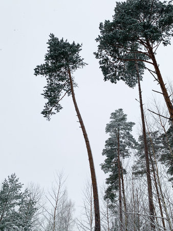 Beautiful winter landscape with snowy trees. Outdoor photo of pine trees covered with snow. Countryside during winter..の写真素材