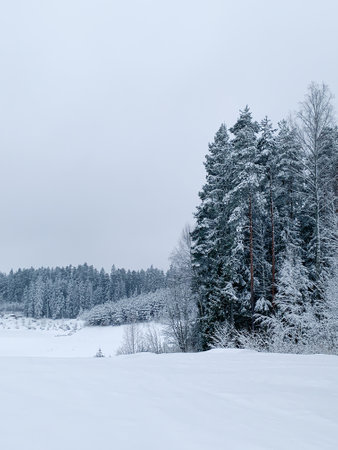 Frosty morning during winter. Winter scene - pine trees covered with snow. White background with winter landscape..の写真素材