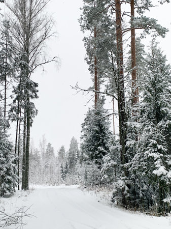 Beautiful winter landscape with snowy trees. Outdoor photo of pine trees covered with snow. Countryside during winter..の写真素材