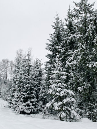 Beautiful winter landscape with snowy trees. Outdoor photo of pine trees covered with snow. Countryside during winter..の写真素材