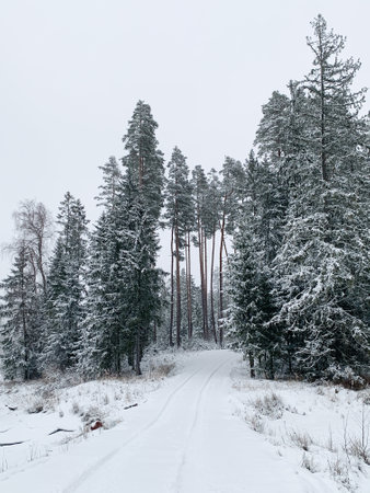 Frosty morning during winter. Winter scene - pine trees covered with snow. White background with winter landscape..の写真素材
