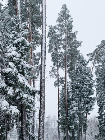 Frosty morning during winter. Winter scene - pine trees covered with snow. White background with winter landscape..の写真素材