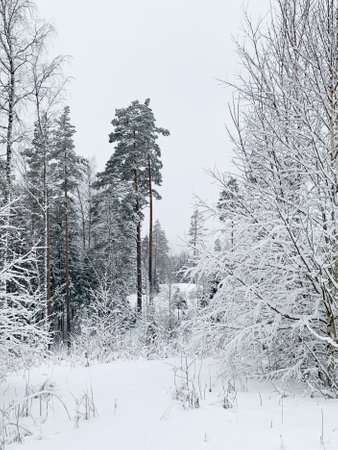Beautiful winter landscape with snowy trees. Outdoor photo of pine trees covered with snow. Countryside during winter..の写真素材