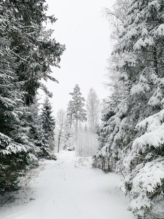 Beautiful winter landscape with snowy trees. Outdoor photo of pine trees covered with snow. Countryside during winter..の写真素材