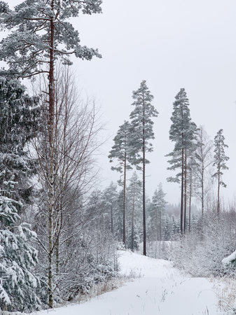 Beautiful winter landscape with snowy trees. Outdoor photo of pine trees covered with snow. Countryside during winter..の写真素材