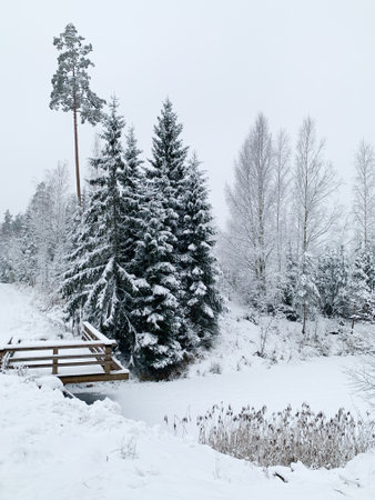 Frosty morning during winter. Winter scene - pine trees covered with snow. White background with winter landscape..の写真素材