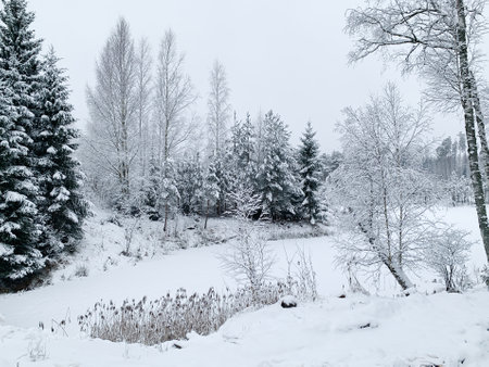 Frosty morning during winter. Winter scene - pine trees covered with snow. White background with winter landscape..の写真素材