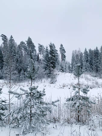 Frosty morning during winter. Winter scene - pine trees covered with snow. White background with winter landscape..の写真素材