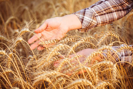 Women's hands in the ripe ears of wheat. Close-up. Horizontal. Unrecognizable person
