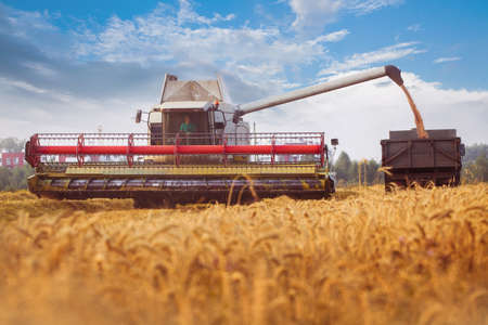 Combine-harvester pours wheat grain to trucks. Cloud blue sky. Horizontal. Working conceptの写真素材