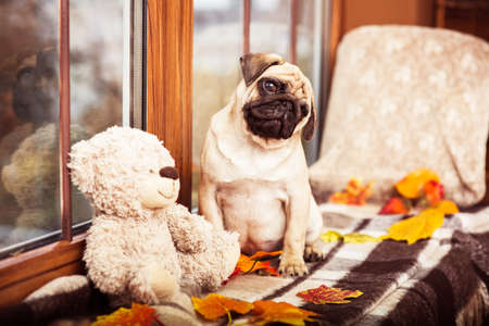 Cute little pug sits on autumn windowsill and looking at the camera askanceの写真素材