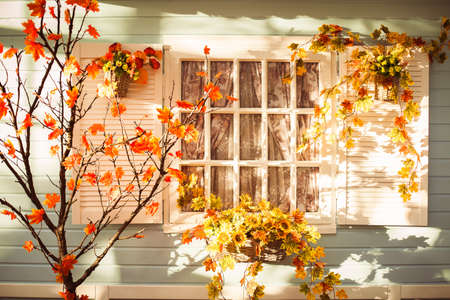 Evening patio in the autumn season. Sunset lights illuminate the maple tree with orange leaves, basket with flowers and blue colored house wall.の写真素材