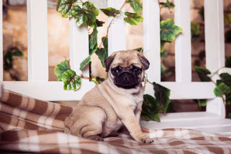Little beige pug puppy sitting on the bench, entwined with ivy.の写真素材