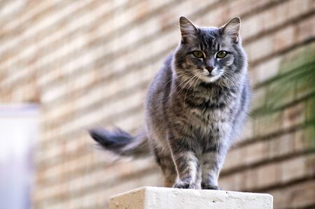 Pretty grey cat standing on a wallの写真素材