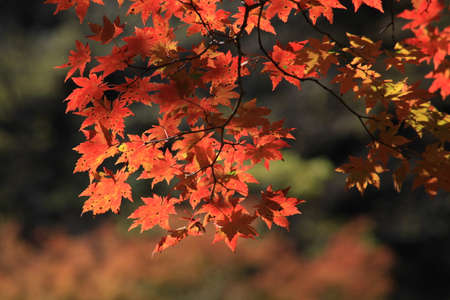 Red leaves