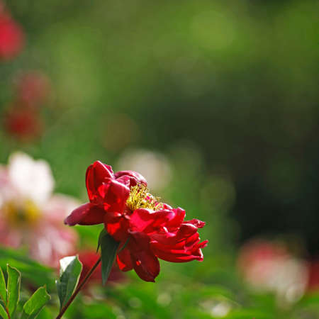 Flowerの写真素材