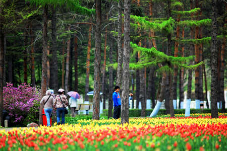 Tulipのeditorial素材