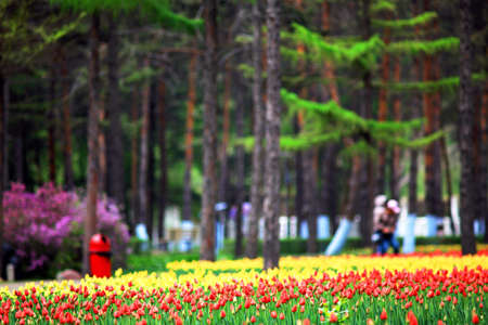 Tulipの写真素材