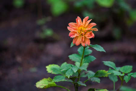 Flowerの写真素材