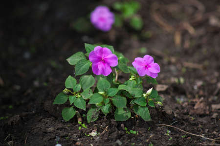 Flowerの写真素材