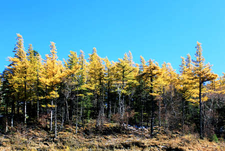 Pine forest of Changbai mountainの写真素材