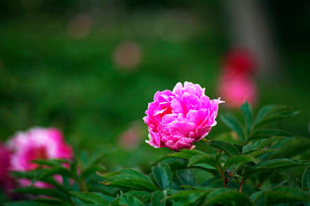 Flowerの写真素材