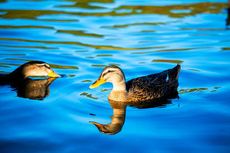 Ducks