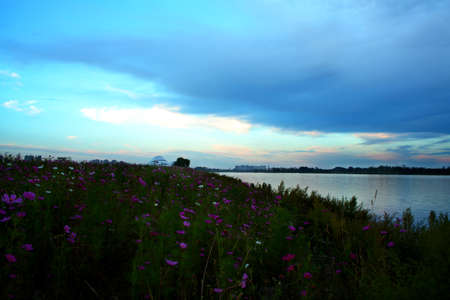 Azalea flower field by the riverのeditorial素材