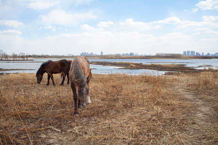 Horseの写真素材