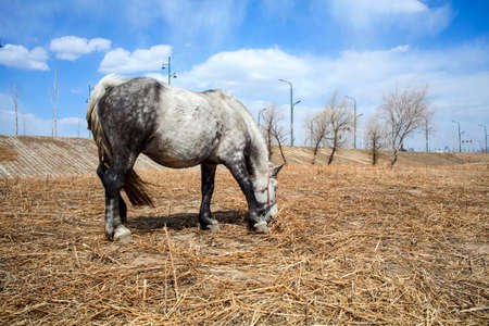 Horseの写真素材