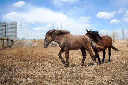 Horseの写真素材