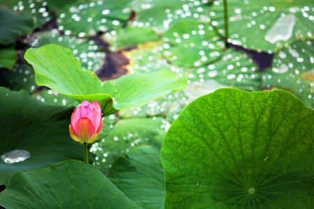 Lotus pondの写真素材